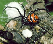 Latrodectus curacaviensis