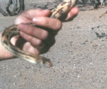 Aberrant Sonoran Bull
