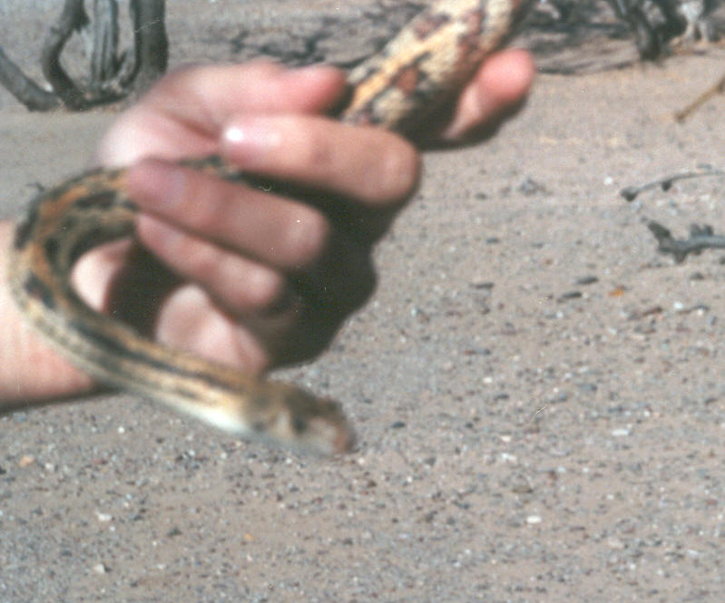 Aberrant Sonoran Bull