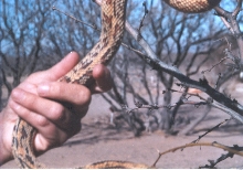 Aberrant Sonoran Bull 3