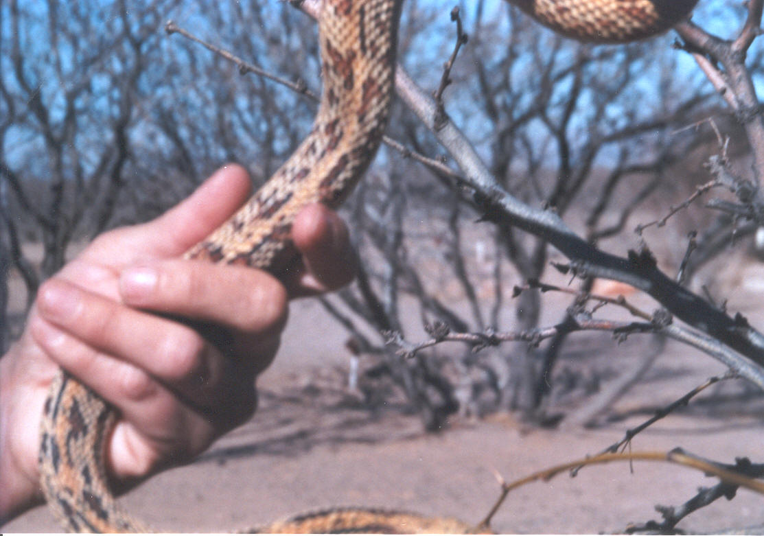 Aberrant Sonoran Bull 3