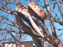 Aberrant Sonoran Bull 4