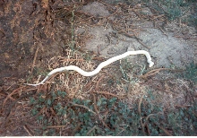 Albino striped Ca Kingsnake