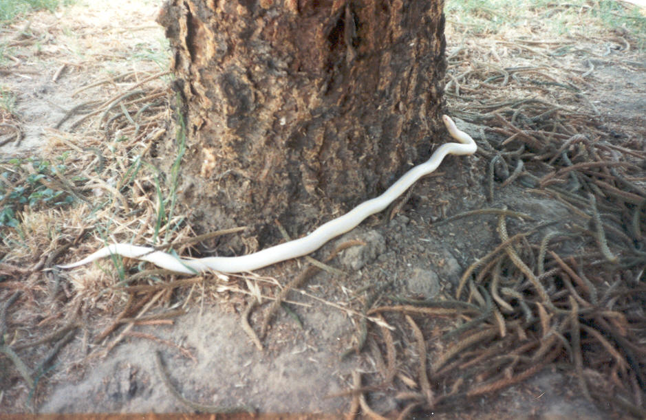 Albino striped Cal king