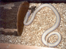 albino striped Cal King 2