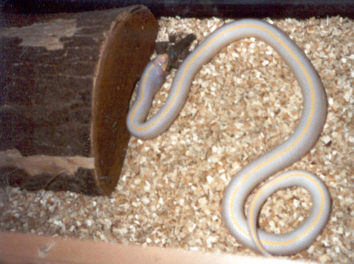 albino striped Cal King 2