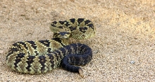 Black tailed Rattlesnake