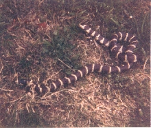 Coastal Cal Kingsnake