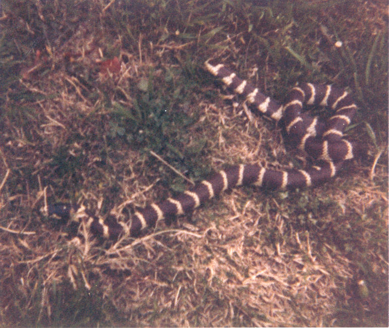 Coastal Cal Kingsnake