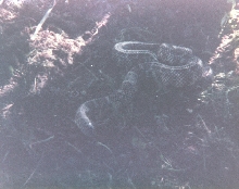 Florida King, brooksi