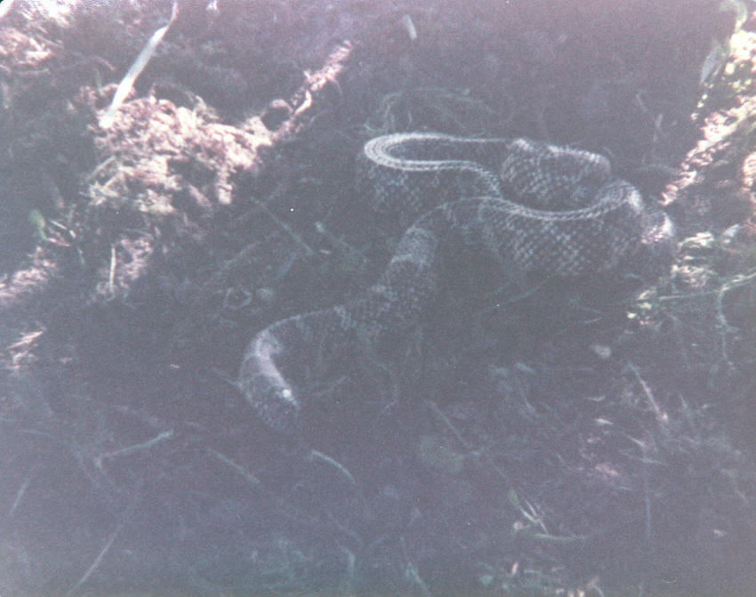 Florida King, brooksi