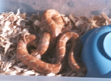 Hypo Brooksi