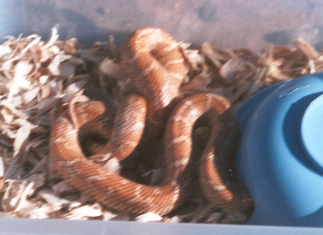 Hypo Brooksi