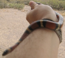 Mexican Milk snake, female, annulata.