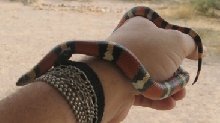 Mexican Milk, snake, male.  annulata 3