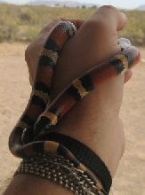 Mexican male Milk snake
