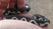 Young male moasic Cal king 3