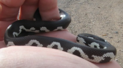 Young male moasic Cal king 3