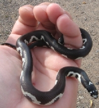 Moasic Cal Kingsnake young male 1