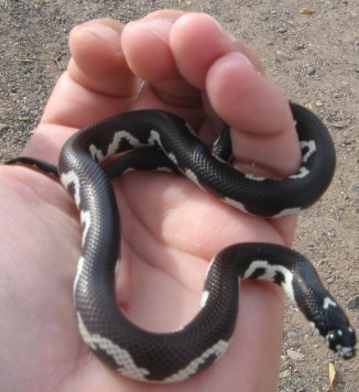 Moasic Cal Kingsnake young male 1
