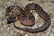 Mosaic female Florida King