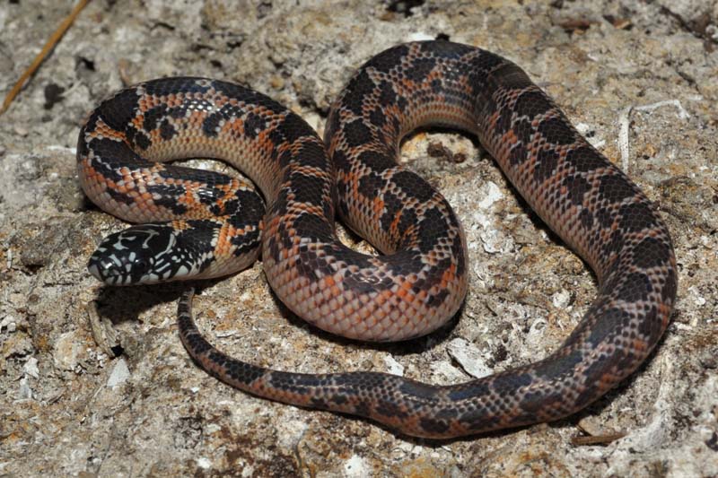 Mosaic female Florida King