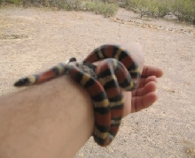 Mexican Milk female, annulata 2