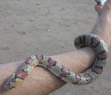 Thayeri Kingsnake
