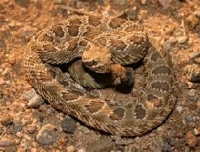 Praire Rattlesnake