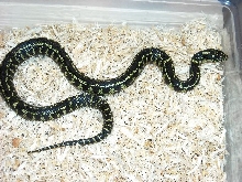Striped male Florida King #1
