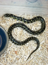 Striped male Florida King #2