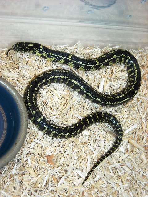 Striped male Florida King #2