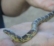Red hypo Brooksi Kingsnake baby