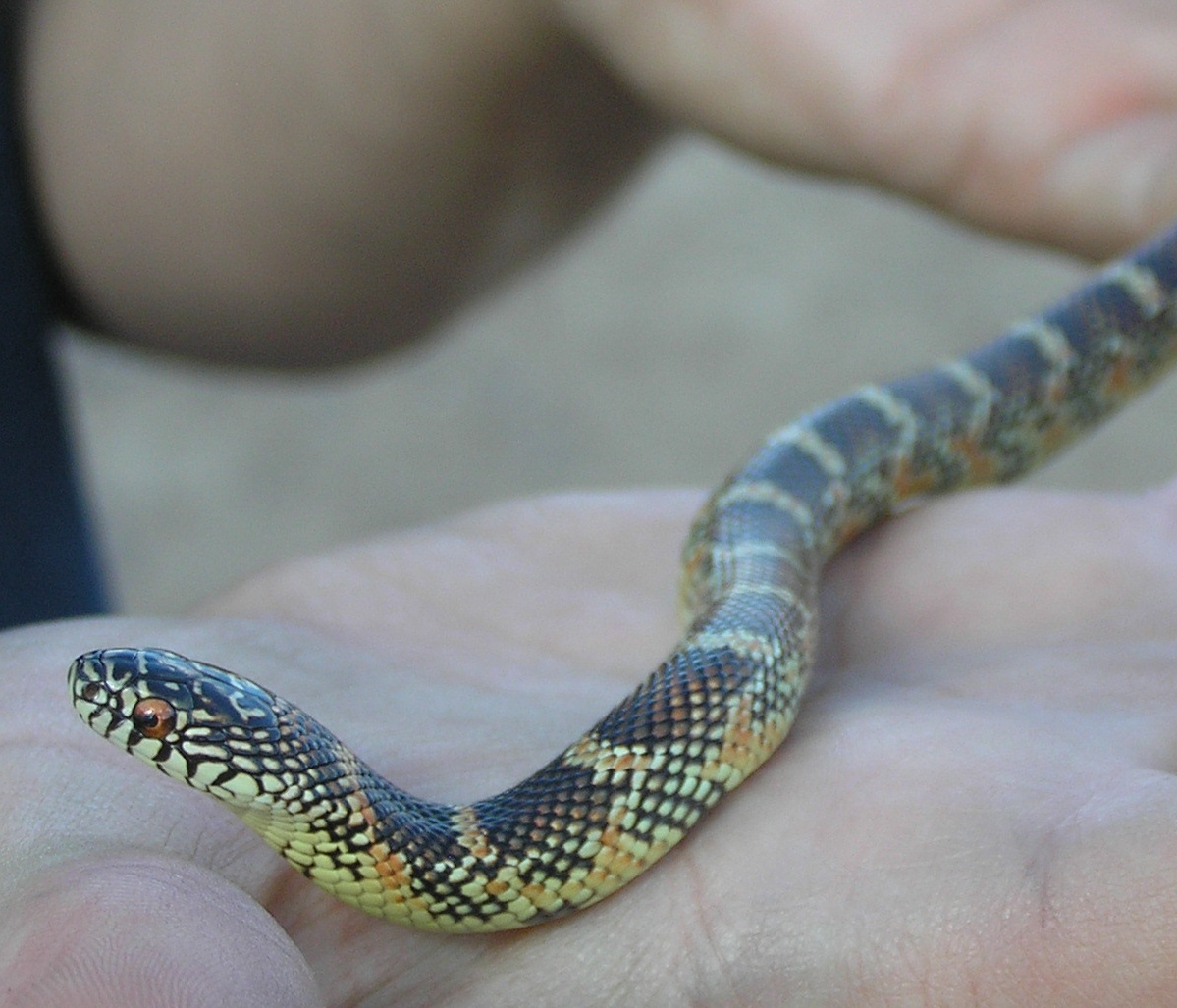 Red hypo Brooksi Kingsnake baby