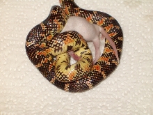 Red hypo brooksi having lunch
