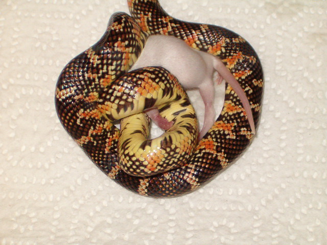 Red hypo brooksi having lunch