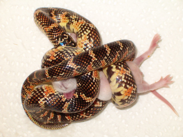 Red hypo brooksi having a snack