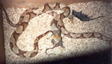 Southern Copperheads 2