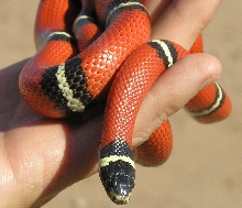 Sinaloan Milk Snake