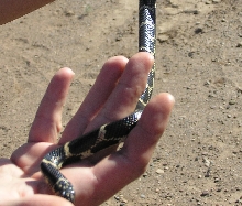 1 of 2 South Carolina Eastern Kingsnake babies