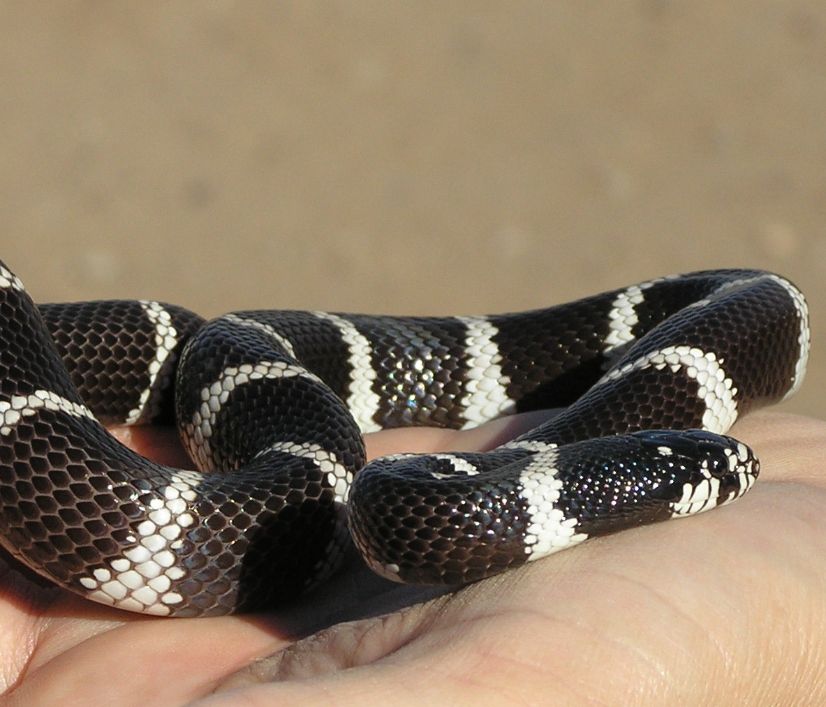 Desert Cal King Banded