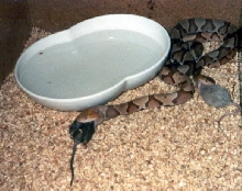 Southern Copperheads