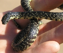 1 of 2 Black Kingsnake babies (nigra)