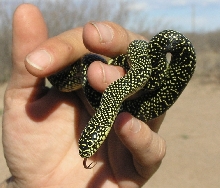 1 of 2 Speckled Kingsnake babies