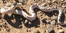High white Cal female 2
