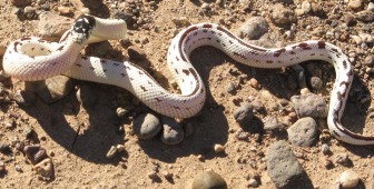 High white Cal female 2