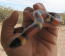 Male Mexican Milk snake. annulata 2