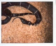 Eastern king Vs Southern copperhead 4