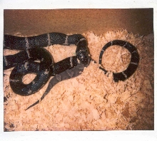 Eastern king Vs Southern copperhead 3