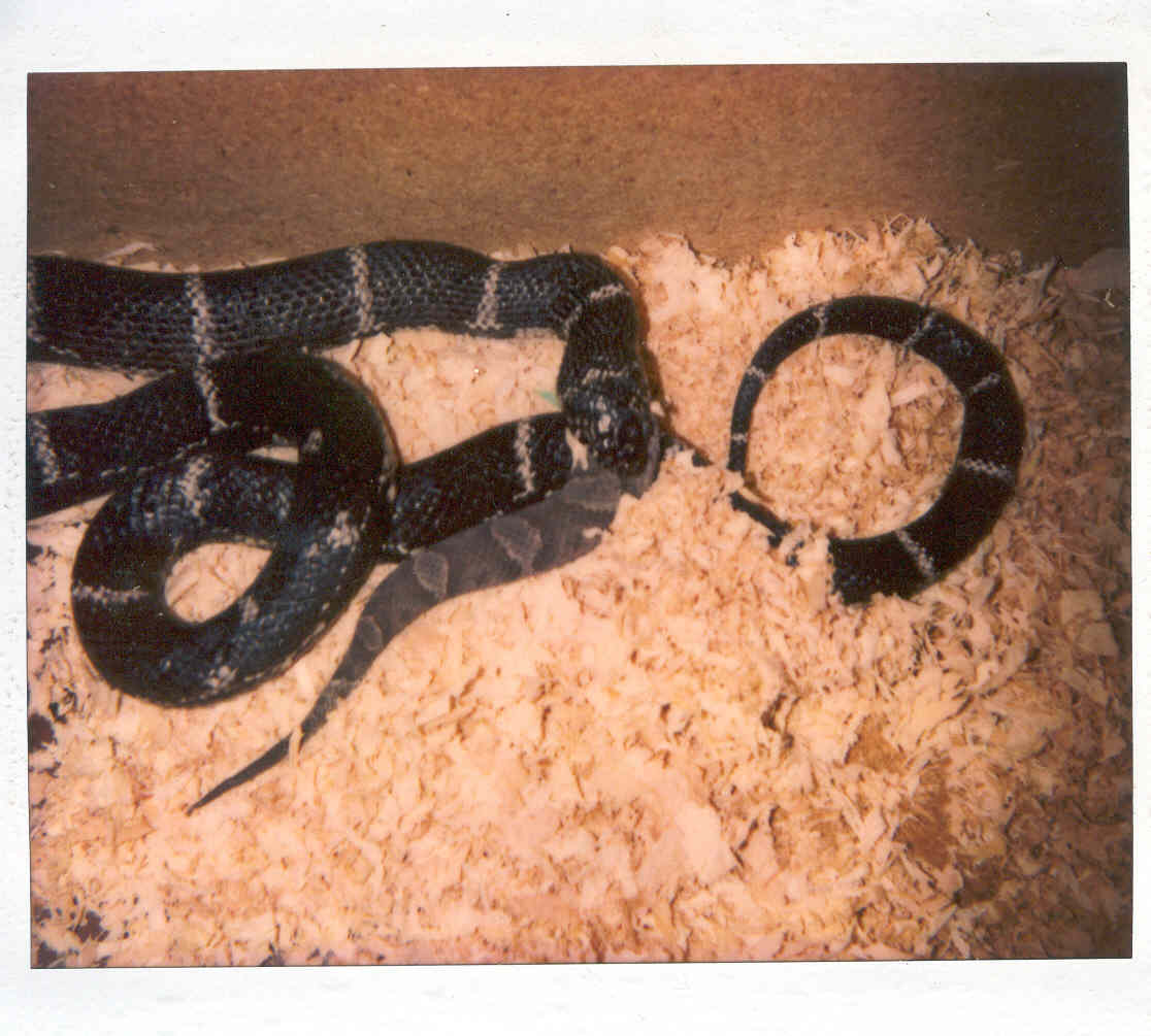 Eastern king Vs Southern copperhead 3
